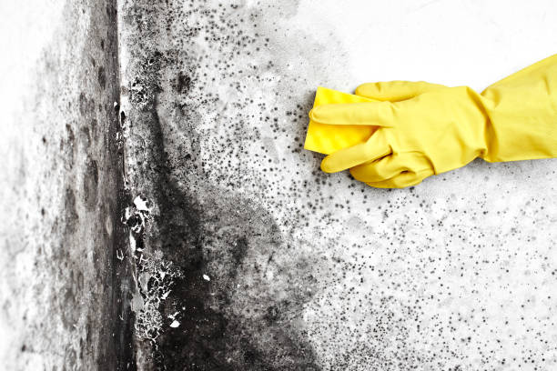 Best Mold Remediation  in West Cape May, NJ