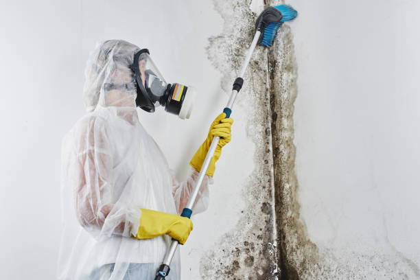 Best Certified Mold Removal  in West Cape May, NJ