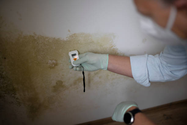 Best Mold Cleaning Services  in West Cape May, NJ