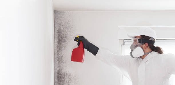 Best Home Mold Removal  in West Cape May, NJ
