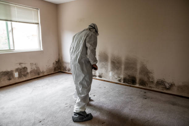 Best Mold Damage Repair  in West Cape May, NJ