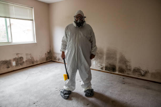 Best Local Mold Removal Service  in West Cape May, NJ