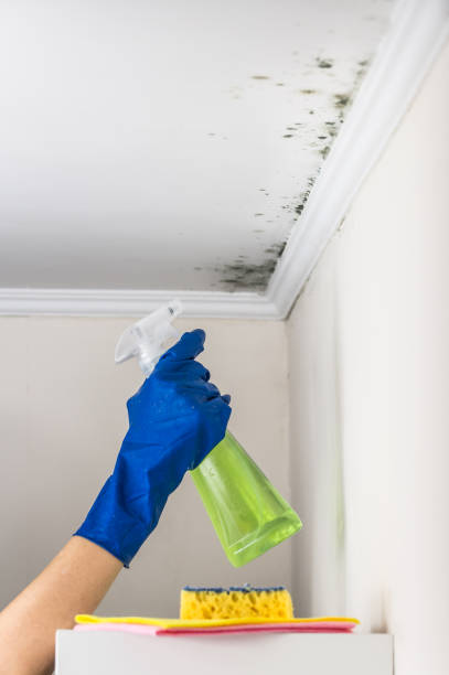 Best Fast Mold Removal  in West Cape May, NJ